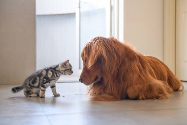 istock The kitten and the golden retriever 939189122