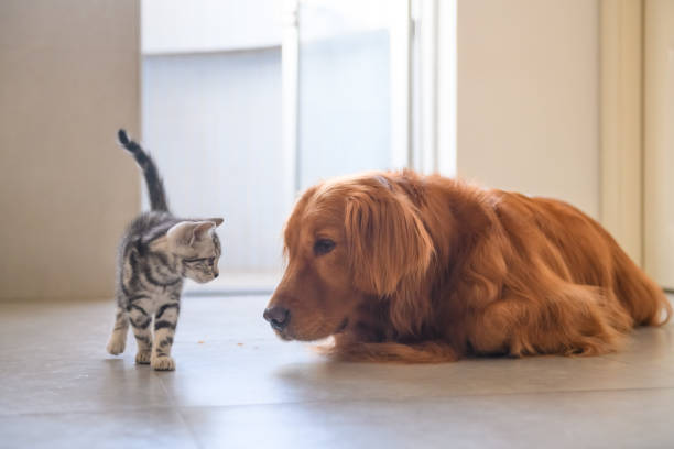 istock The kitten and the golden retriever 939189164