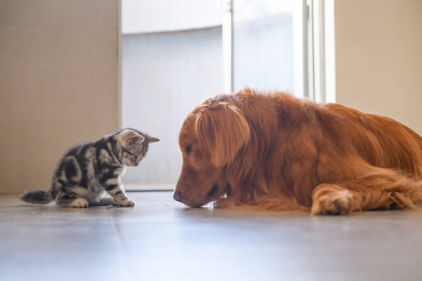 istock The kitten and the golden retriever 939189168