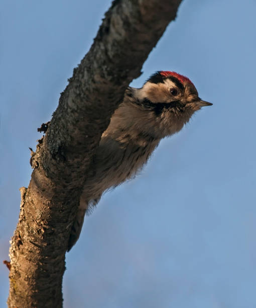 Woodpecker sitting in the tree Lesser spotted woodpecker (Dryobates minor, Picoides minor, Dendrocopos minor), male. lesser spotted woodpecker stock pictures, royalty-free photos & images