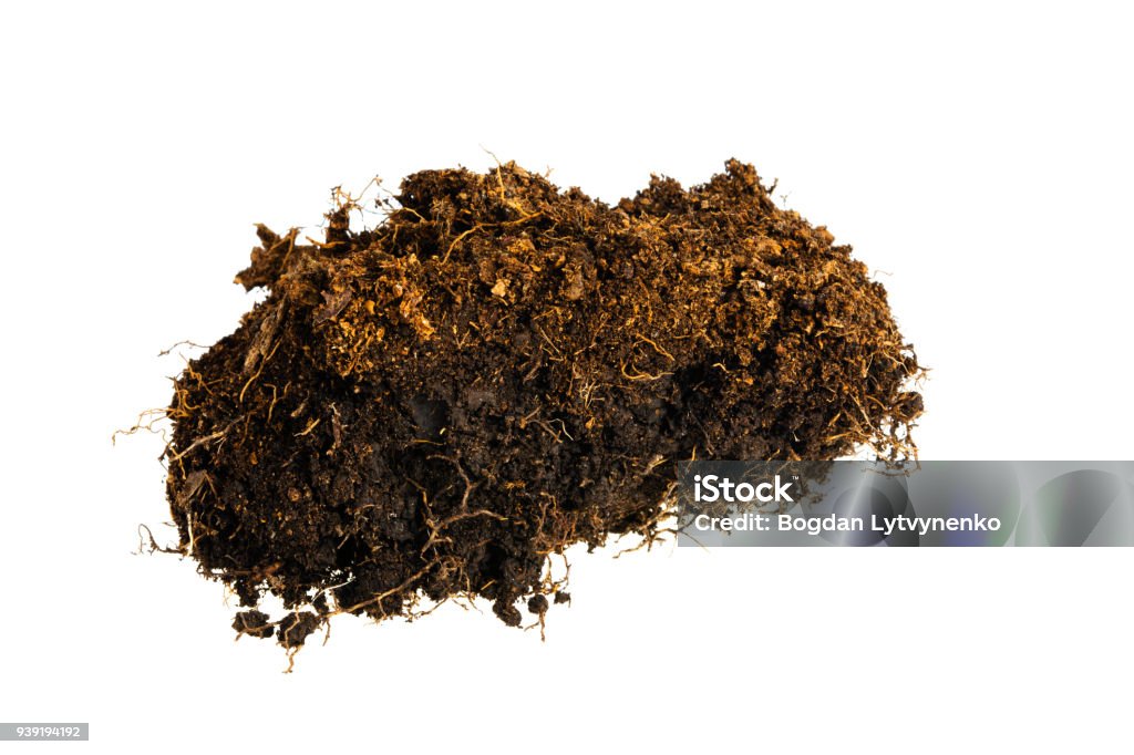 Forest Turf Forest Turf Soil On White Background Stock Photo - Download Image Now ...