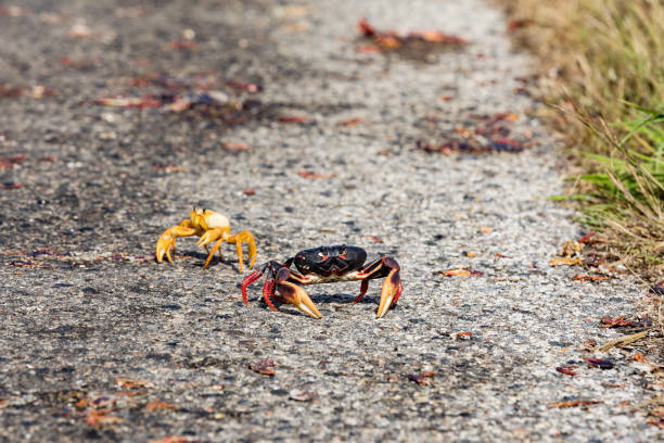 istock Red Migrating crab Cuba Gecarcinus ruricola on the road 939197366