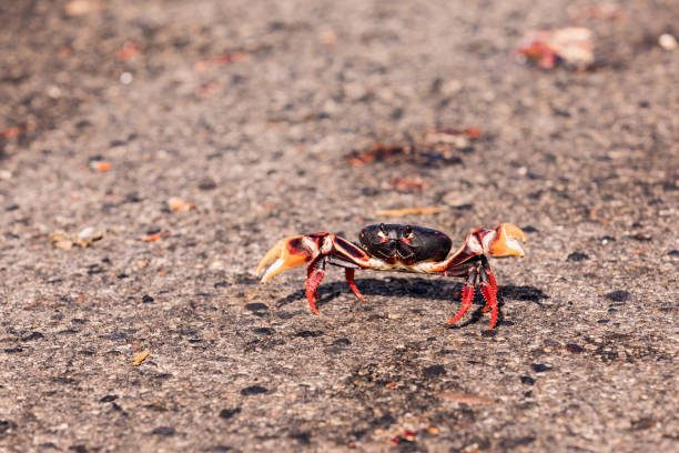 istock Red Migrating crab Cuba Gecarcinus ruricola on the road 939197376