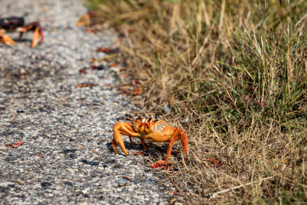 istock Red Migrating crab Cuba Gecarcinus ruricola on the road 939197422
