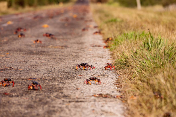 Red Migrating crab Cuba Gecarcinus ruricola on the road