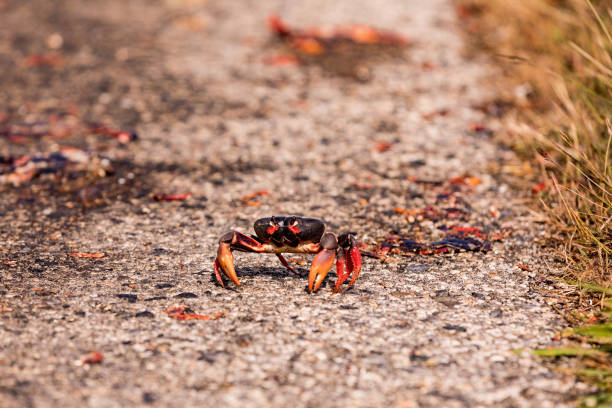 istock Red Migrating crab Cuba Gecarcinus ruricola on the road 939197474