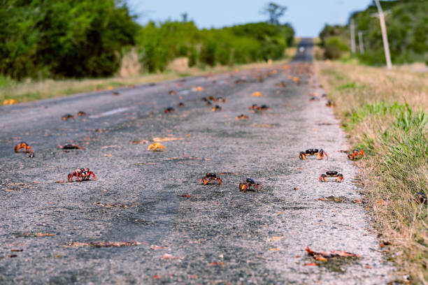 istock Red Migrating crab Cuba Gecarcinus ruricola on the road 939197478