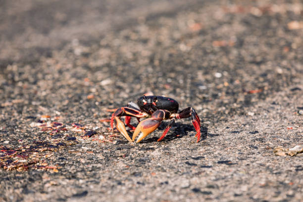 istock Red Migrating crab Cuba Gecarcinus ruricola on the road 939197544
