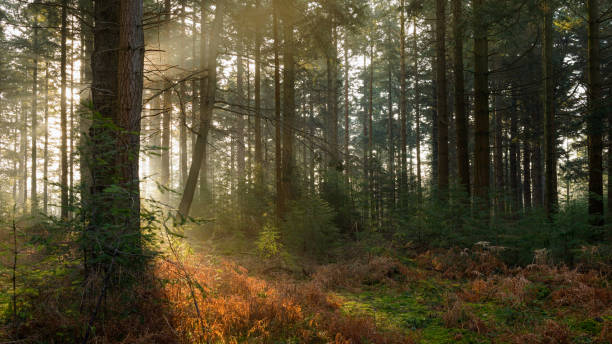 istock Bolderwood morning I 939197568
