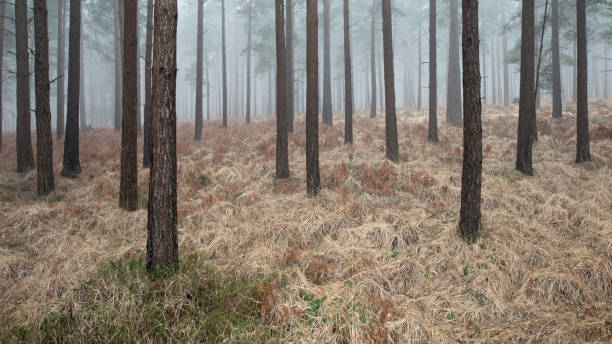 Patch A small patch of grass has survived the winter around the base of a tree within Bratley Inclosure in the New Forest, Hampshire. Dense fog that had filled the forest in the morning is slowly starting to recede revealing the hundreds of conifers in this section of woodland. new forest tall trees stock pictures, royalty-free photos & images