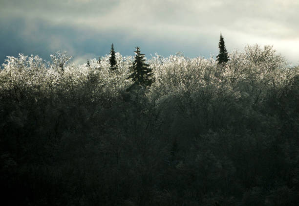 Ice Storm in the Forest at Dawn Abstract