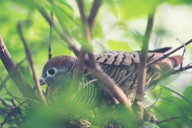 istock dove bird living in the nest 939205162