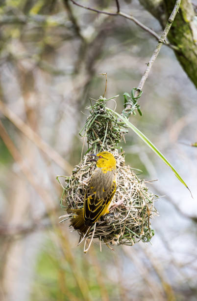 istock Female black-headed weaver bird 939205412