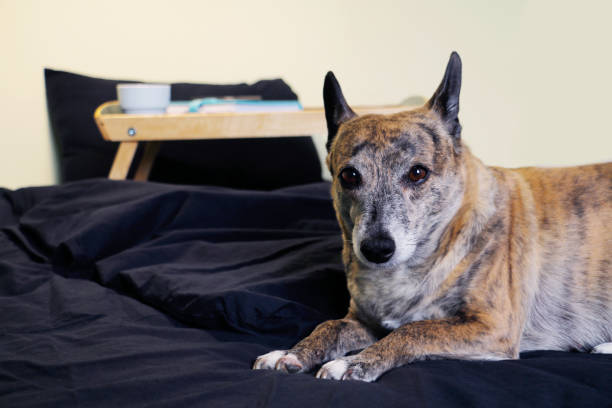 istock dog on bed with tray 939205966