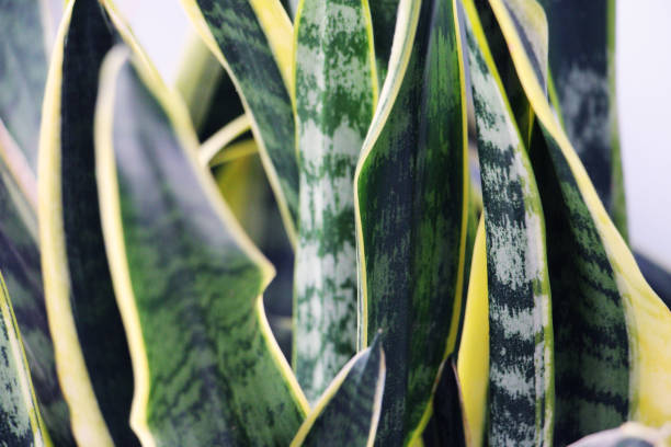 istock close up indoor green plant 939206306