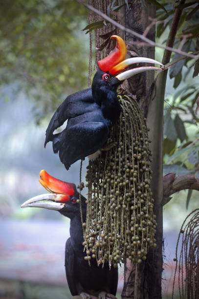 Rhinoceros Hornbill birds