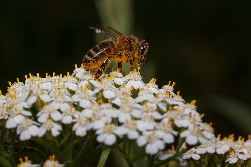 Bee is gathering nectar from a yarrow flowers. Animals in wildlife. Sunny summer day.