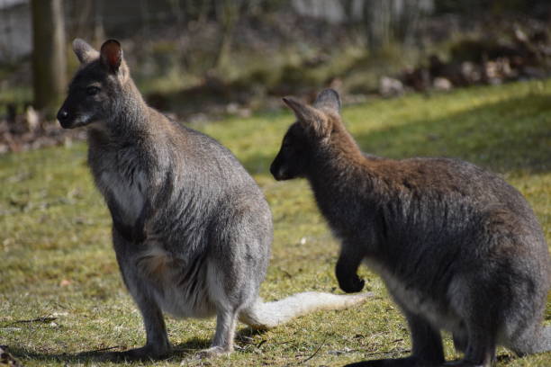 istock Two cute brown Kangaroos sitting on a green meadow 939210926