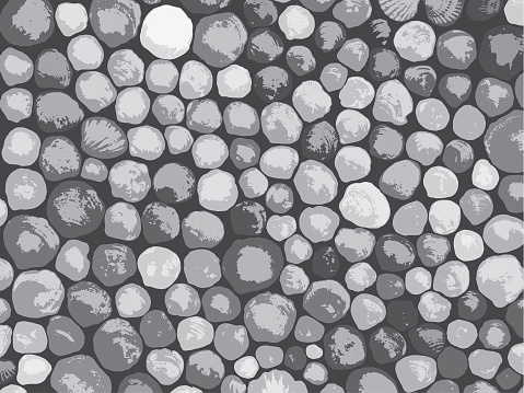 Derived from outlined sea shell shapes, digitally remastered, to create rustic, grayscale pattern
