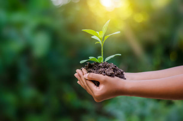 in den händen der bäume, die sämlinge wachsen. bokeh grünen hintergrund weiblichen hand bereich naturrasen konservierungskonzept wald baum festhalten - growth new life seedling child stock-fotos und bilder