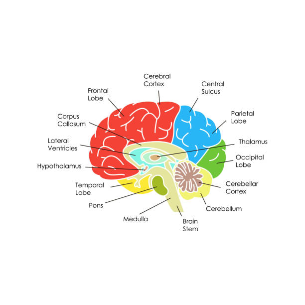 Human Brain Anatomy Card Poster. Vector Human Brain Anatomy Infographic Card Poster System Concept of Diagnostics and Health Care Flat Design Style in Section. Vector illustration of Head piece of mind stock illustrations