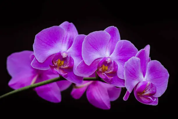 Flowers of a beautiful orchid on a black background.