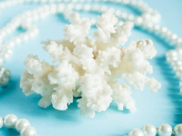 blanc de corail avec perles de coquille fond bleu - pearl shell starfish beach photos et images de collection
