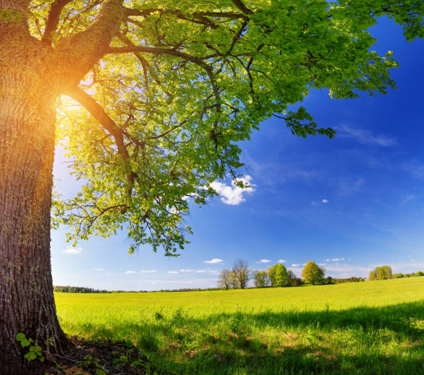 istock Field with dandelions and blue sky 939217848