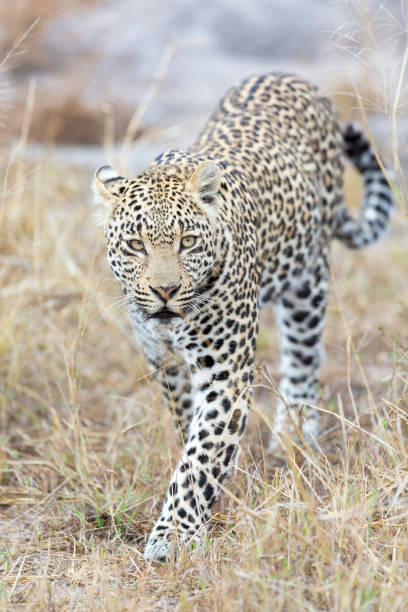 istock Lone leopard walking and hunting in nature during daytime 939218324