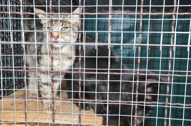 istock Gray cat in outdoor cage 939219828