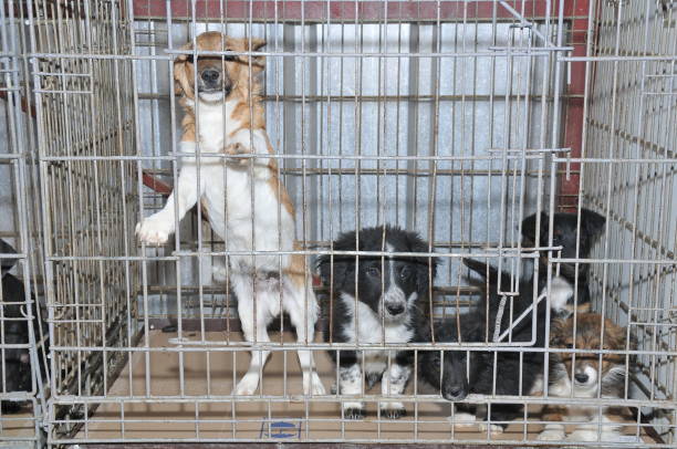 istock Dogs behind cage in shelter 939219882