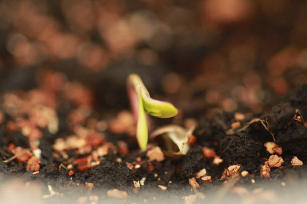 istock sprout hemp cannabis plant 939223008