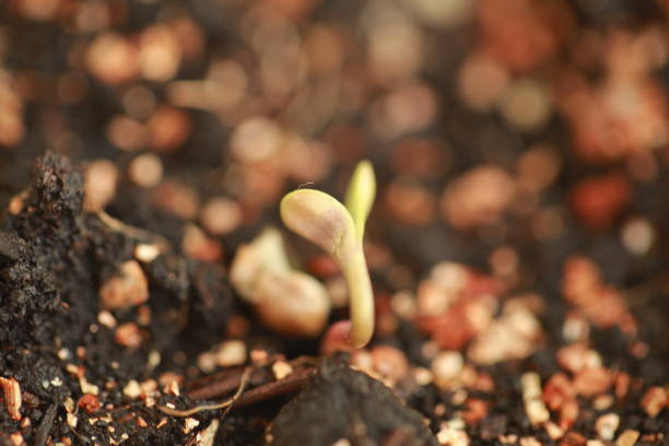 istock sprout hemp cannabis plant 939223014