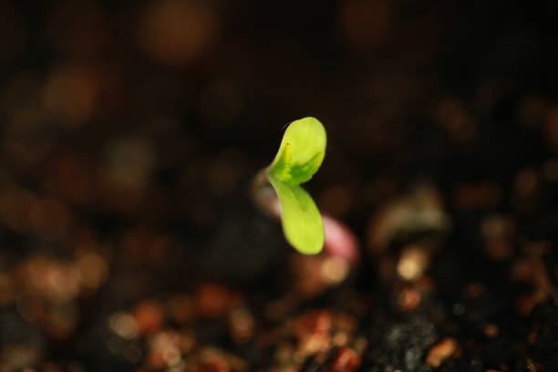 istock sprout hemp cannabis plant 939223102