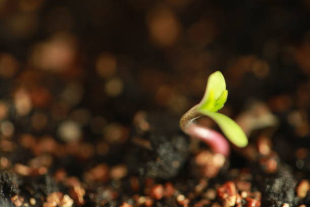 istock sprout hemp cannabis plant 939223132