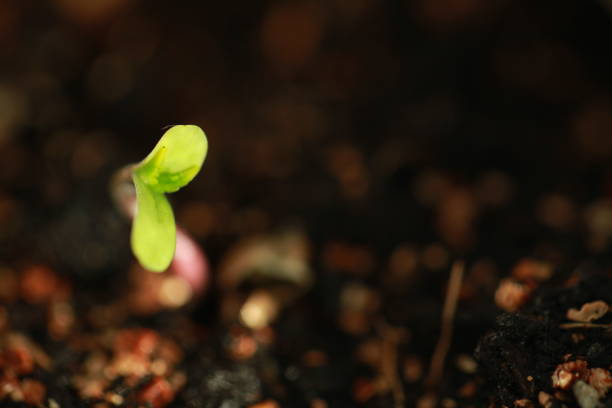 istock sprout hemp cannabis plant 939223140