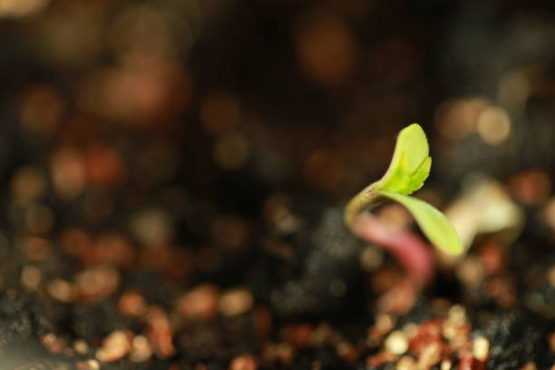 istock sprout hemp cannabis plant 939223166