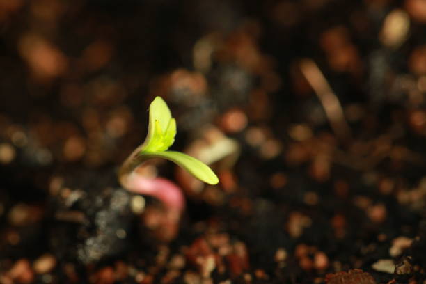 istock sprout hemp cannabis plant 939223444