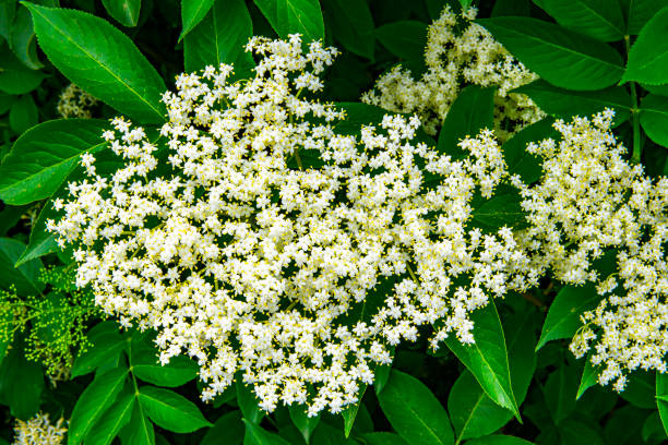 istock Elderberry blossoms in spring close-up full-frame image vivid green white 939224376