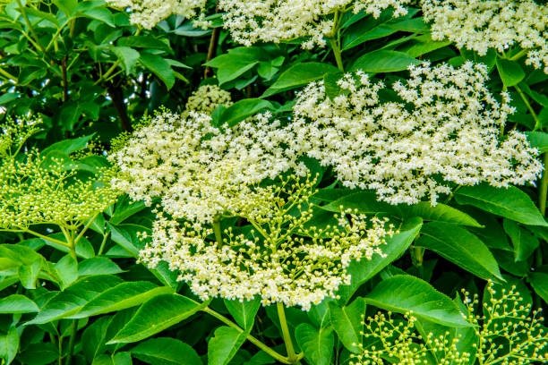 istock Elderberry blossoms in spring close-up full-frame image vivid green white 939224380