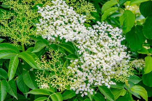 Close-up image of an elderberry shrub, vivid coloured green leaves and white blossoms. Springtime background. Detailed texture.