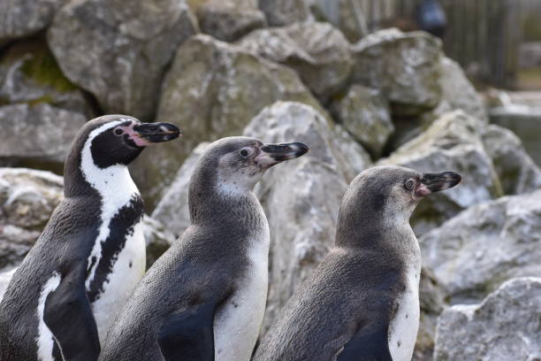 istock Three penguins are standing together on a shore of a lake 939228666