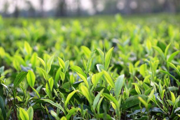 Tea garden of Assam