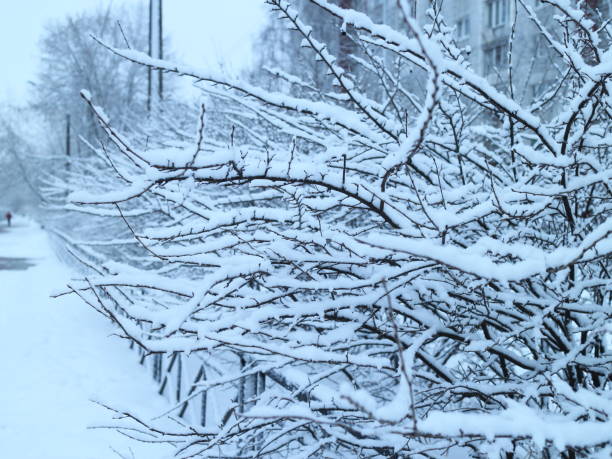 istock snow covered bushes and trees 939234922
