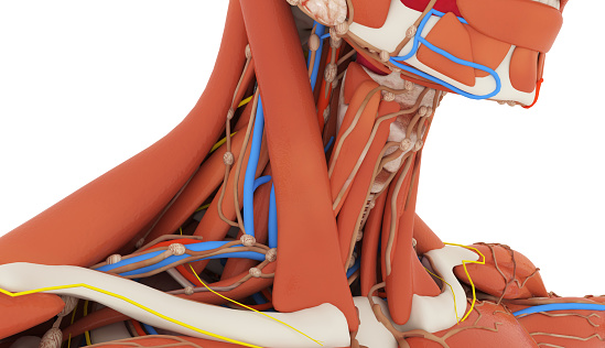 3D Illustration Concept of Human Body Muscles a Part of Human Muscular System Anatomy