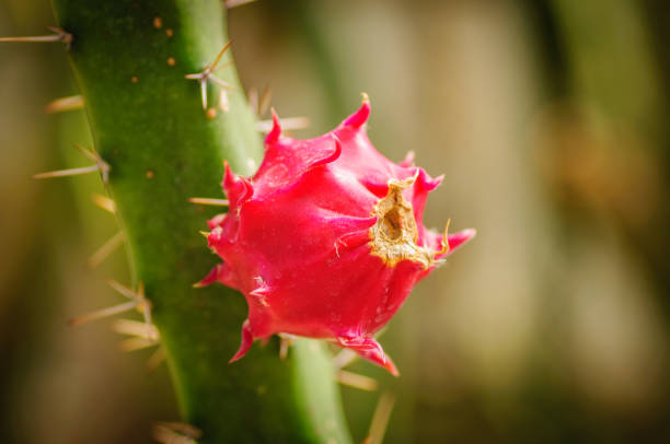 Pitaya, pitahaya the fruit of cactus species.