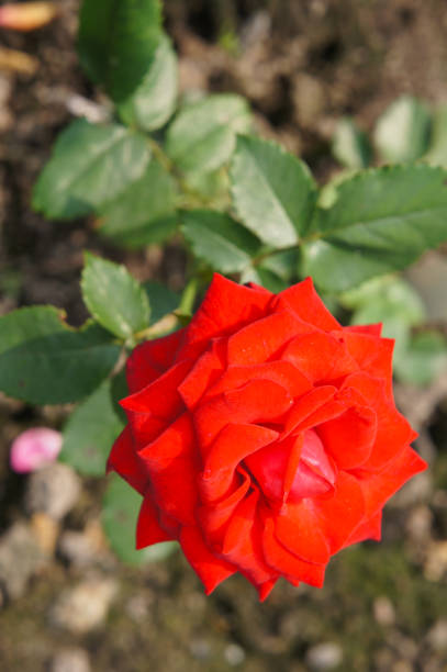 istock Red rose flower head in garden 939243186