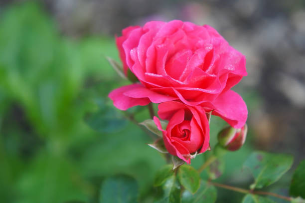 Pink Rose Flower Head In Garden Stock Photo - Download Image Now