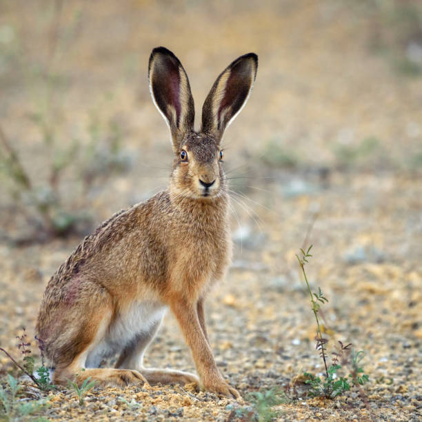 istock European hare stands on the ground and looking at the camera 939243696
