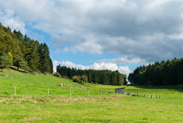 Distant Aerial view of Cows Grazing on Luscious Green Valley against Trees on Mountain during Sunny Day in Summer